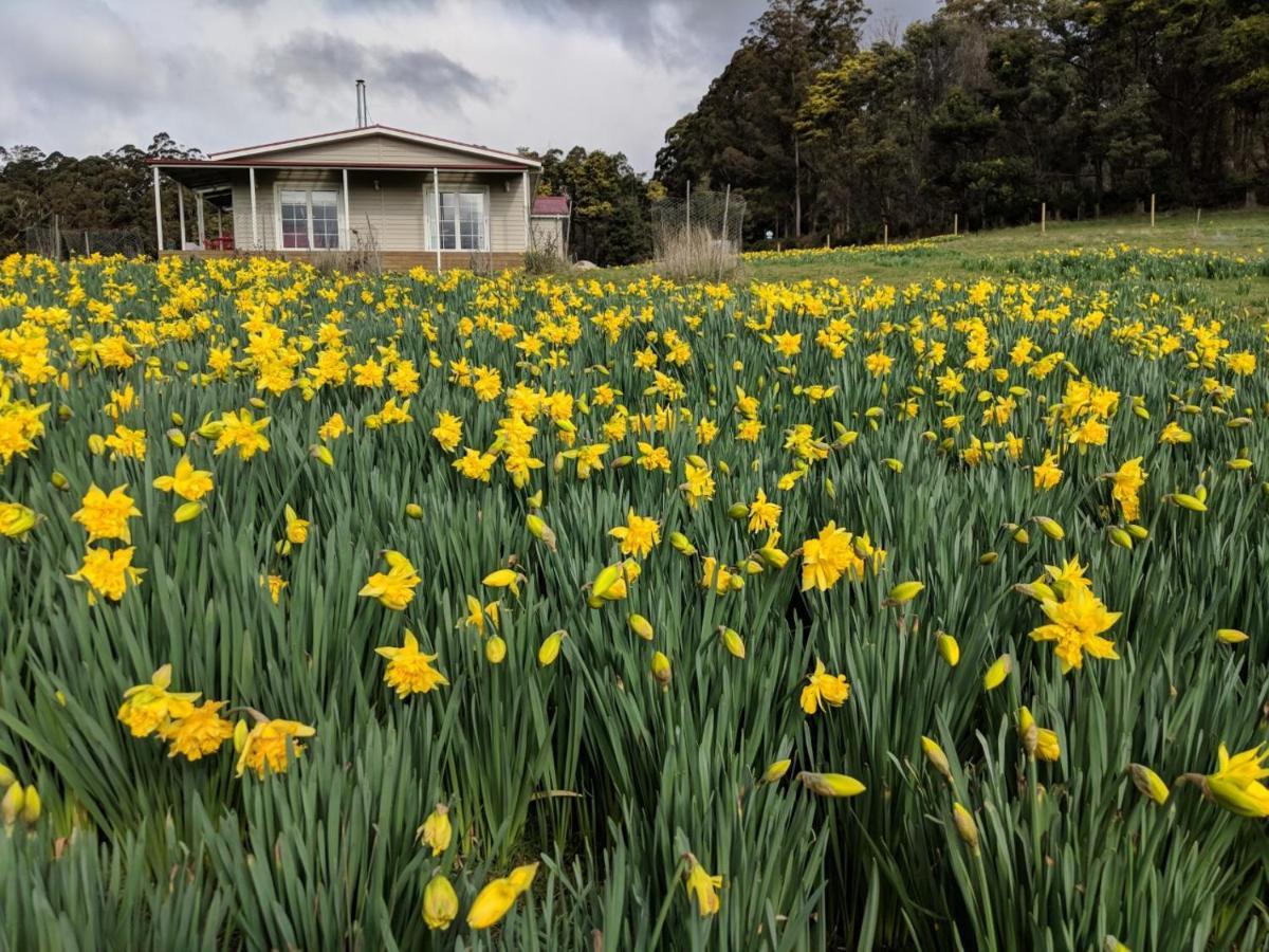 Mountain Blue Guest House Deloraine Bagian luar foto