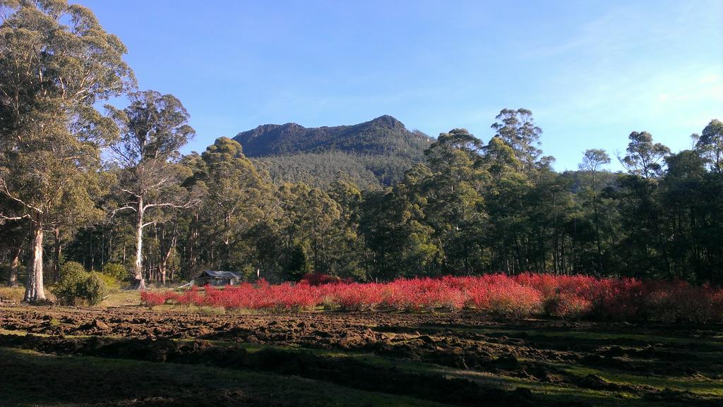 Mountain Blue Guest House Deloraine Bagian luar foto