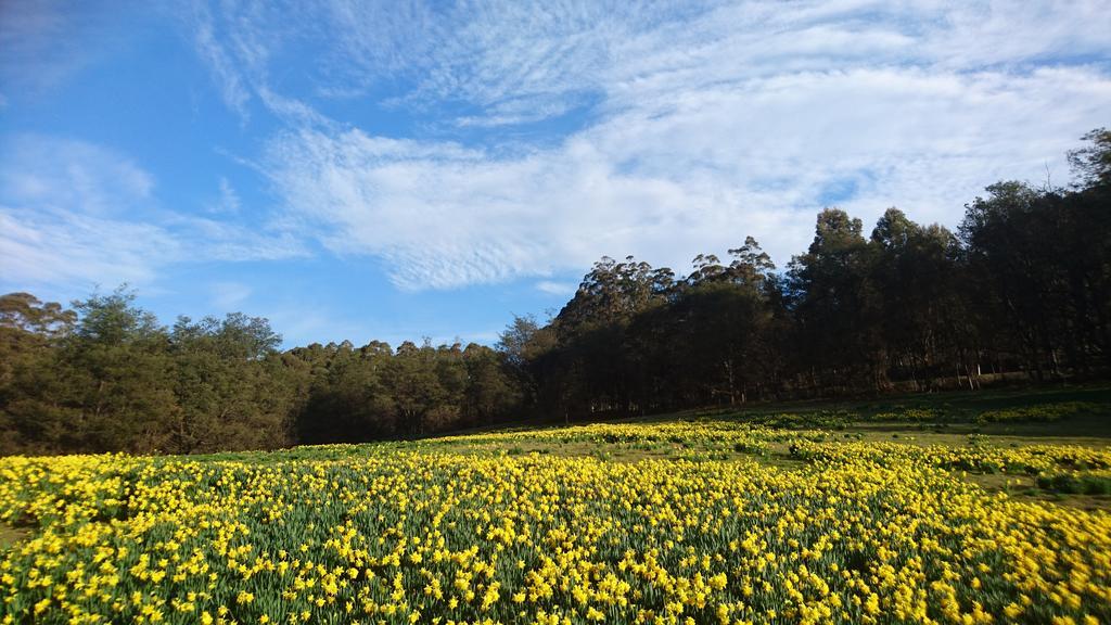 Mountain Blue Guest House Deloraine Bagian luar foto